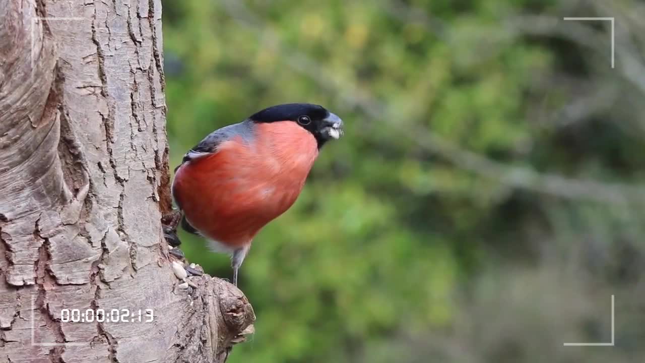 Bird is eating