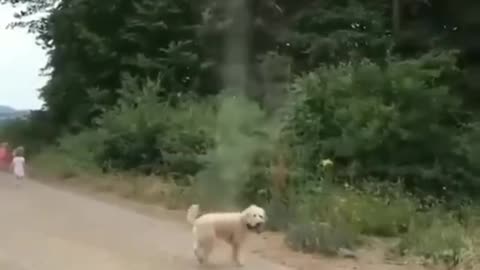 Cute dog trying to capture Tornado.....