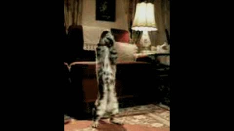 Cat dancing gif video