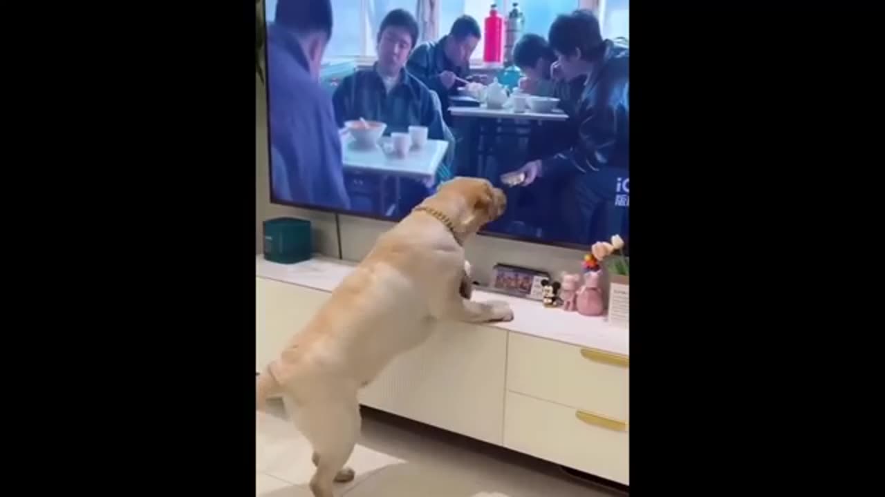 New Funny Animal 😭 Funny Cate and Dogs Video 🐱🐶 2