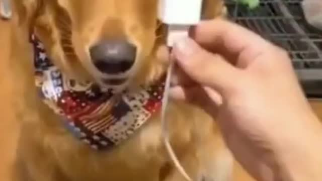 🤣Funny Dogs - Helpful Dogs - 🤣Funny Dog Videos 2022🤣 🐶 It's time to LAUGH with Dog's life