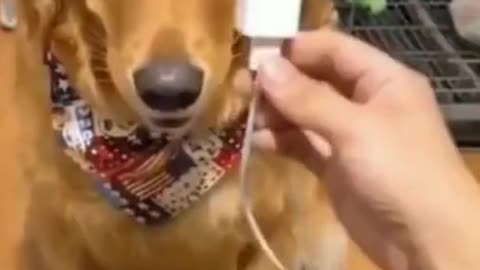 🤣Funny Dogs - Helpful Dogs - 🤣Funny Dog Videos 2022🤣 🐶 It's time to LAUGH with Dog's life