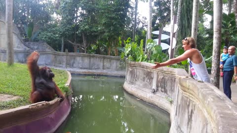 Man Tosses Treat At An Orangutan. What Happens Next Has Everyone In Disbelief!