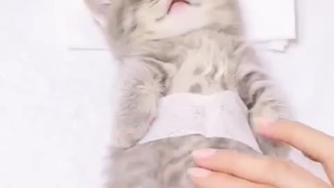 Cats video ❤️😭