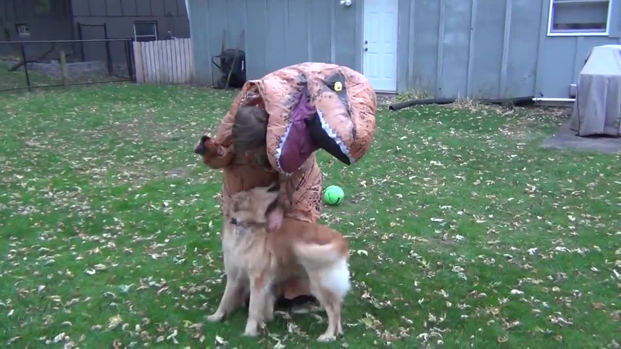 Dog VS Dinosaur