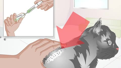 HOW TO TAKE CARE OF A PREGNANT CAT
