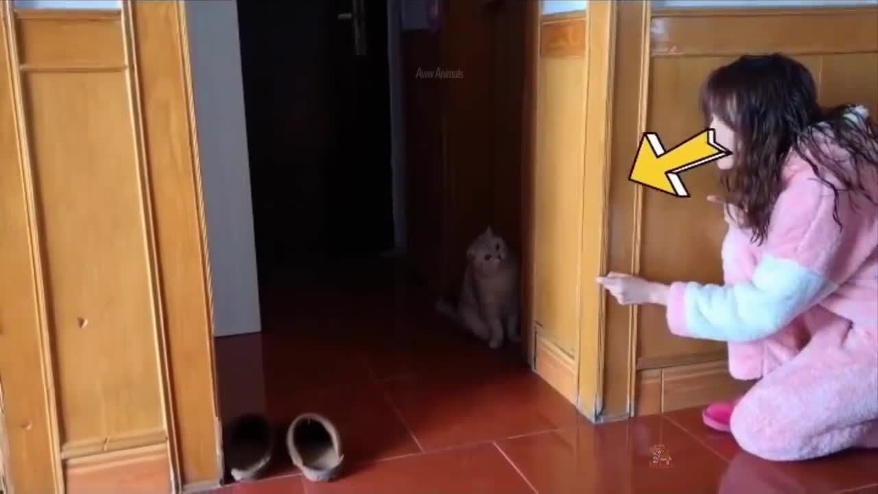 Funny baby cats videos compilation