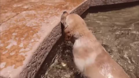 Teaching Labrador Puppies How To Swim!