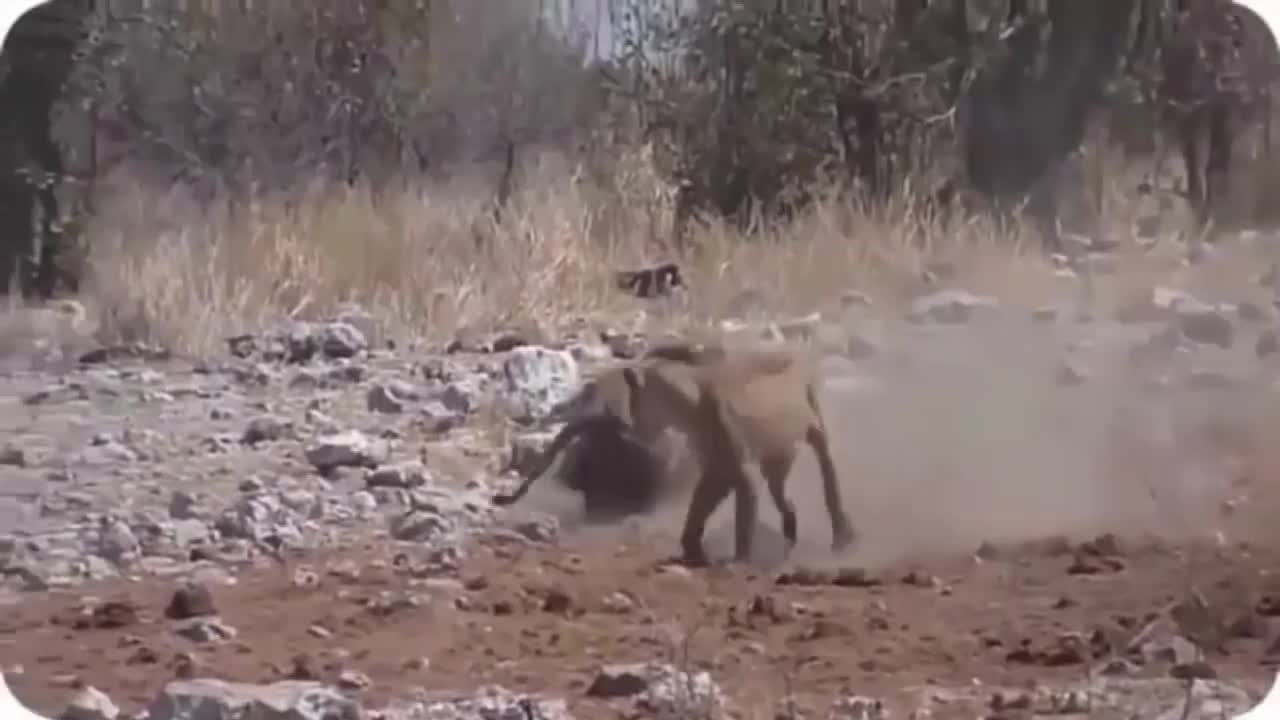 WILD ANIMALS HUNTING COMPILATION 1