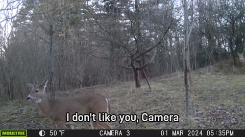 05/25/2024: Trail Cam Captures #37: One Deer with Attitude