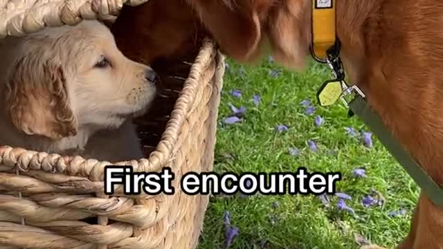 Birth of potato chip