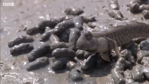 Mudskippers: The Fish That Walk on Land | Life | BBC Earth