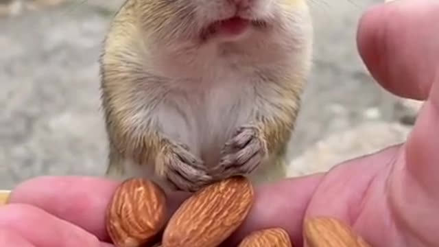 Cute 🥰 squirrel 🐿️ amazing shorts