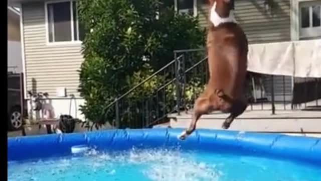 Doggo makes amazing catch while jumping in the pool #shorts