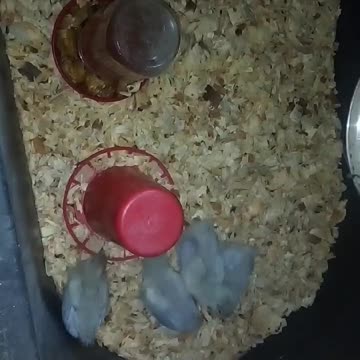 Chicks in a brooder Part 21