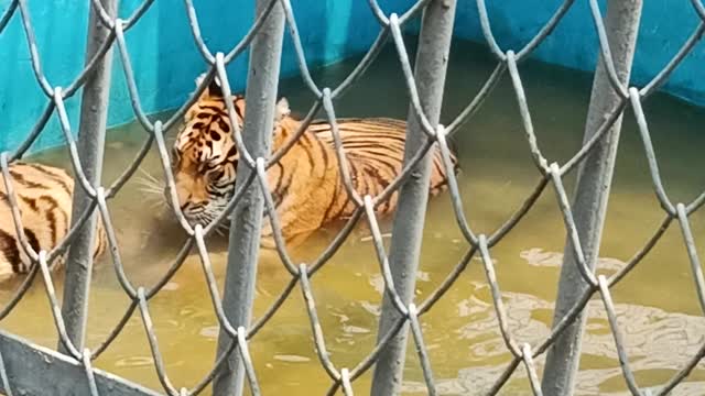 WHAT A BIG SIZE BANGLADESHI TIGER 😲| TIGER FIGHTING IN ZOO |Bangladeshi tigher |