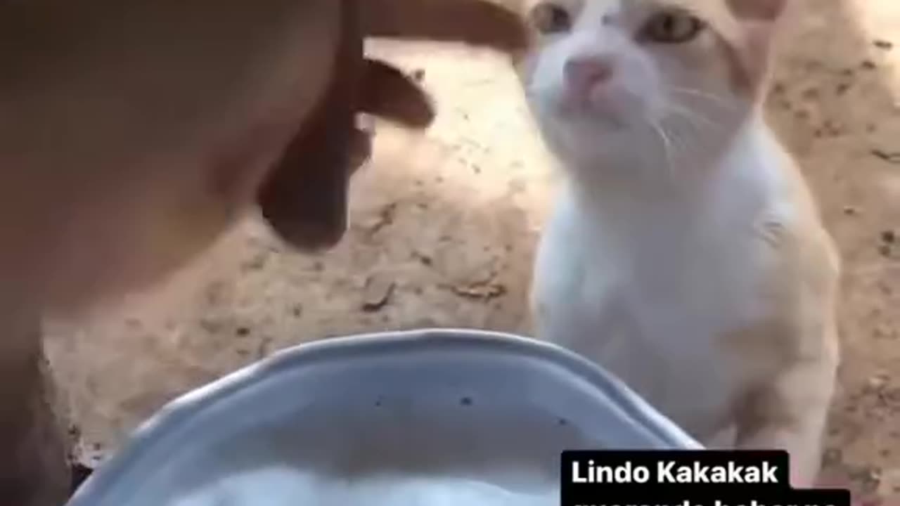 Cat and cow funny video / hot cow milk