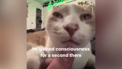 Funny Cat 😂😂😂 laughing Video