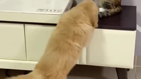 Aww Very Adorable Golden Retriever Puppy Playing with Cat