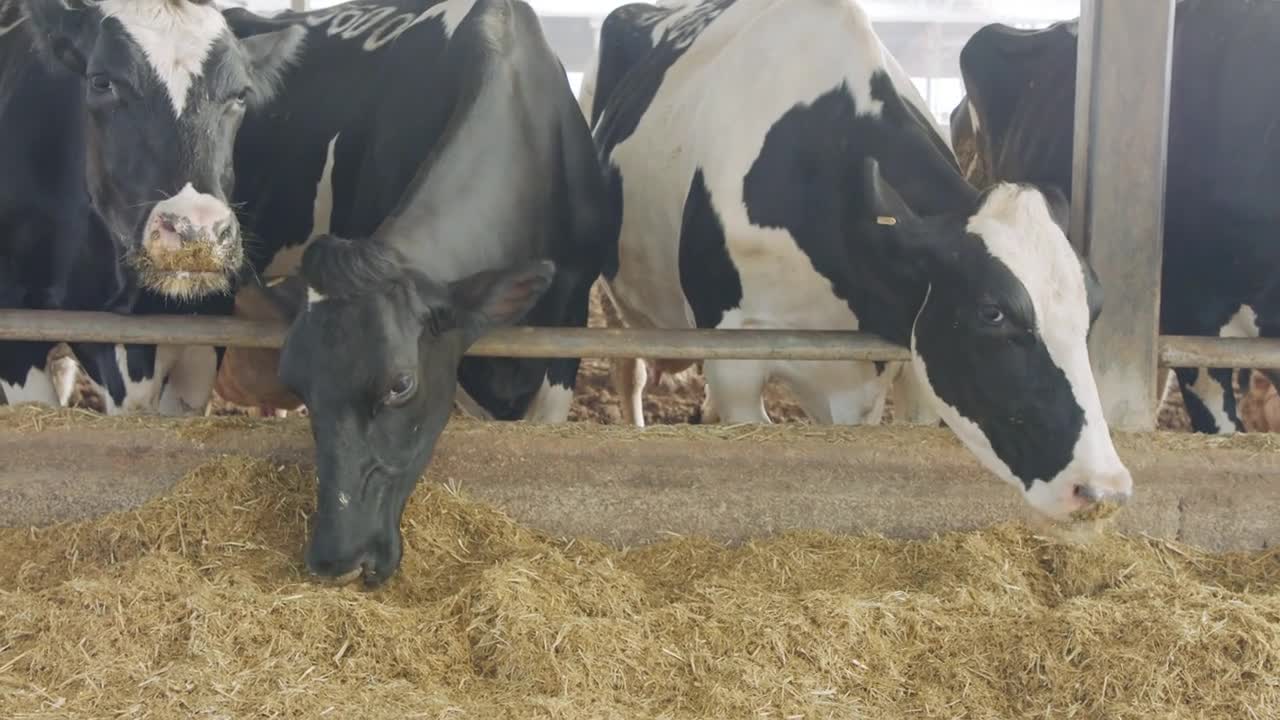 Cows eating Silage in a large dairy farm, milk production