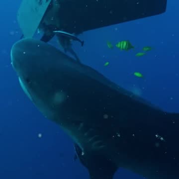 Massive Tiger Shark Takes Out the Trash! 🦈🗑️