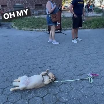 funny pets compilation ❤funny dog ☑#shorts