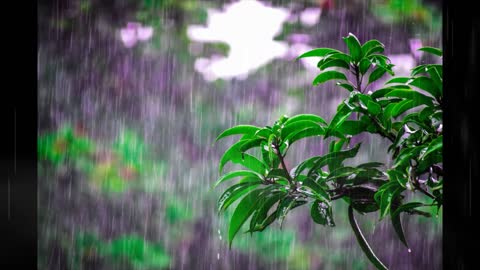 Rain sounds...beautiful landscape with a rain effect.. relaxing and soothing music..