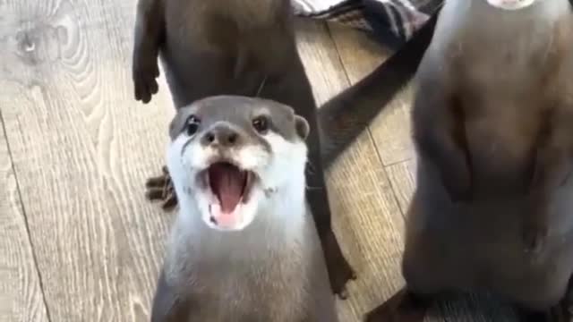 Look at this cuuuute otter trio!