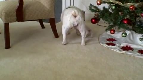 Elvis the bulldog puppy and Patches under the Christmas Tree