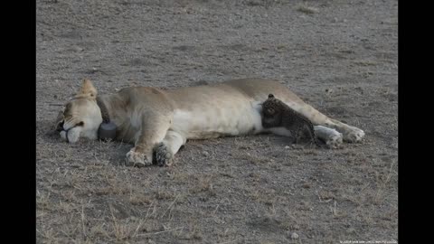 Lioness Adopts Leopard Cub !