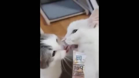 Cat funny video