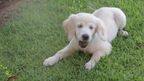 Golden Retriever Eating his Snack