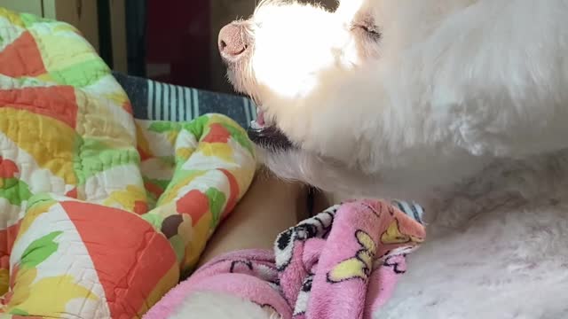 The puppy is sleepy because the sunshine is warm