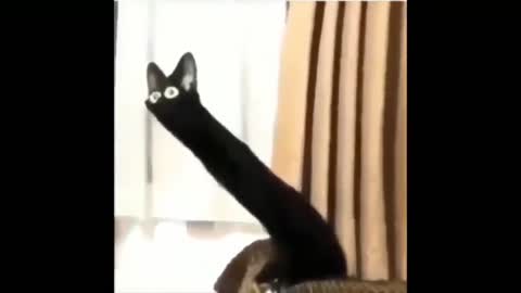 Distorted black cat meme (Content Aware Scale)