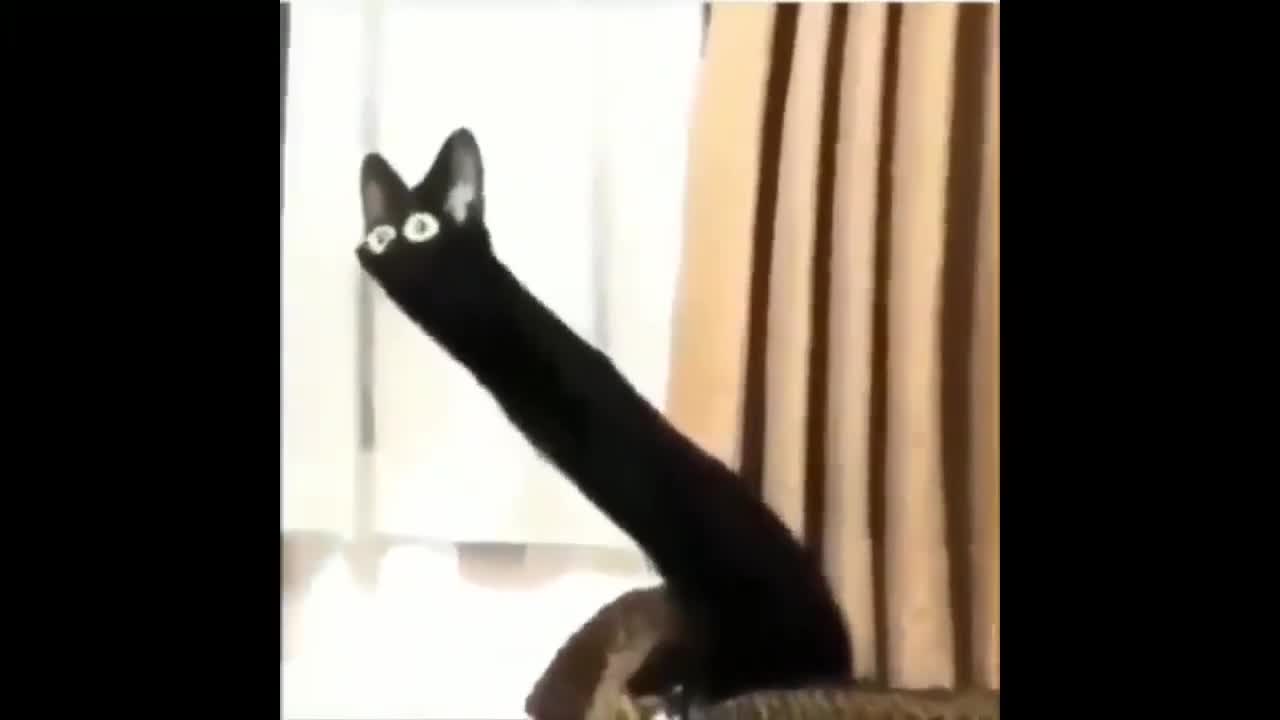 Distorted black cat meme (Content Aware Scale)