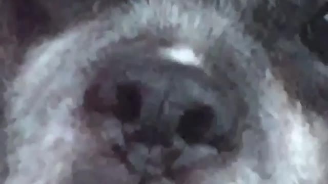 Music grey dog in blue jeep stares at camera zoom