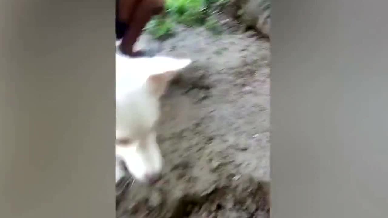 Heartbreaking scene as mama dog tries to pull dead pup from grave