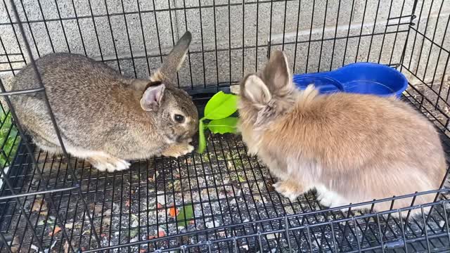 My Rabbit eats fresh oragne leaves