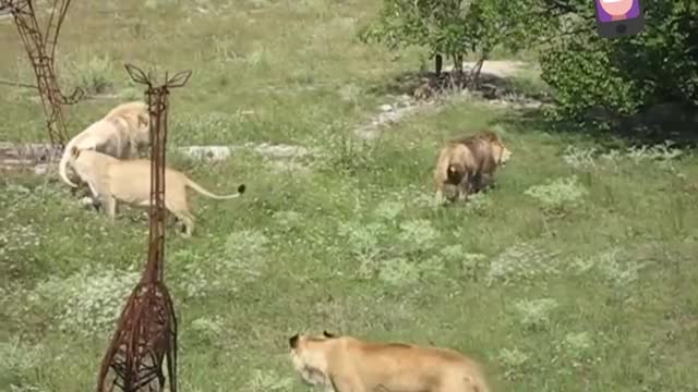 Lions territorial fight