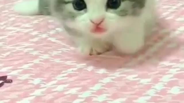 Baby Cat walking funny