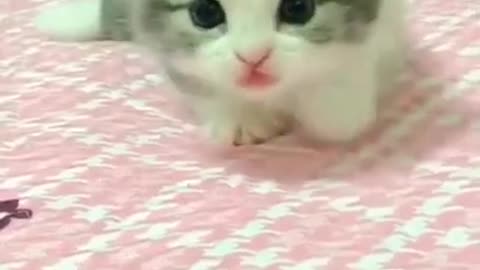 Baby Cat walking funny