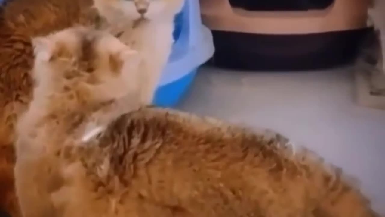 Cute cat fighting