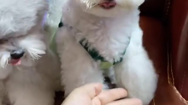 It must cry after such a lovely beating, dog life 01
