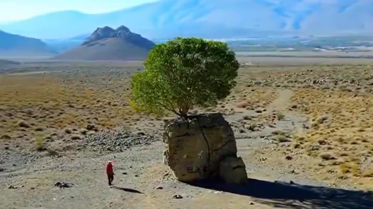 🌳A pistachio tree from 🇮🇷Iran that miraculously grew into a huge rock. The