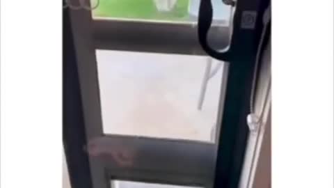 Funny animal videos I found on Instagram 24