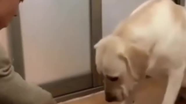 Dog playing with its owner - You will be impressed!