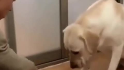 Dog playing with its owner - You will be impressed!