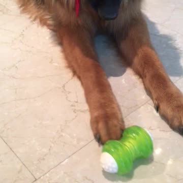 Puppy refuses to play with its new toy!