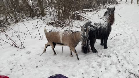 It's snowing goats, dogs, and mini horses. 12.2020