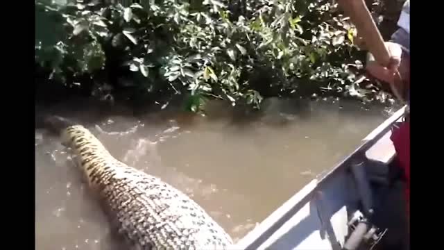 The largest snake in the world ever captured